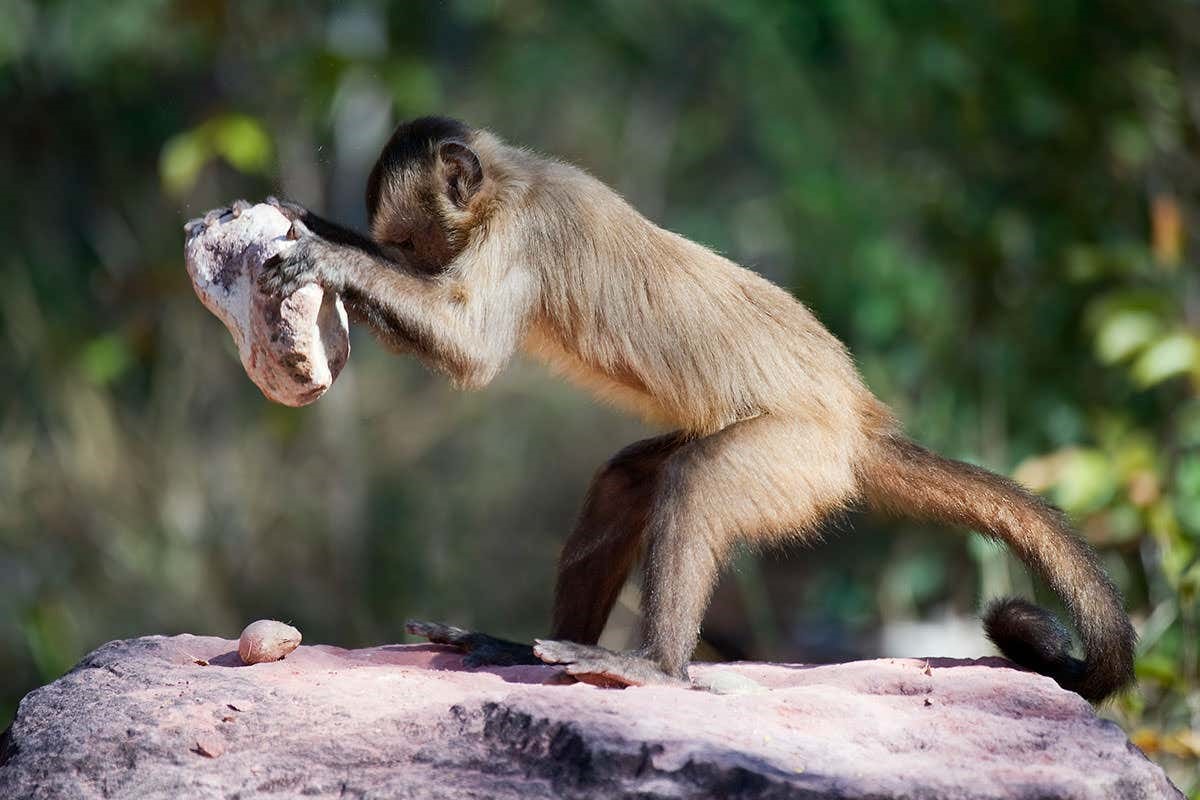 A bearded capuchin, Brazil, using a hardware tool to get those cashews. 